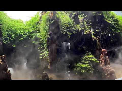 The Open Scape by Aqua Show