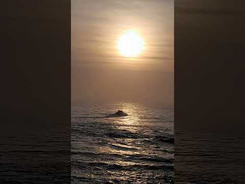 Sonny Evans  - Shelly Beach