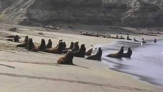 preview picture of video 'Lobos Marinos de Bahía Magdalena'