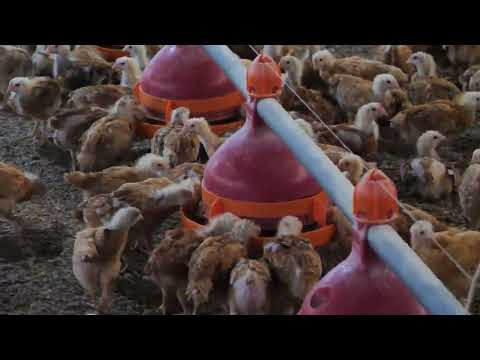 Pularia Erogert Radostine