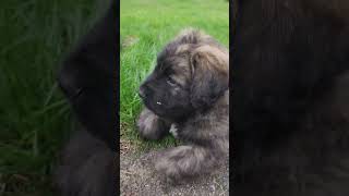 Video preview image #1 Bouvier Des Flandres Puppy For Sale in BERWICK, ME, USA