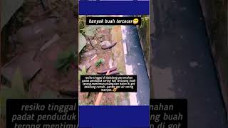 Download lagu Sayang buah terong dibuang cuma cuma\∆\°°°°%√ #buahterong #mubajir mp3