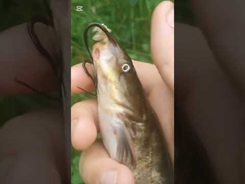 Łowienie ryb na patyka 