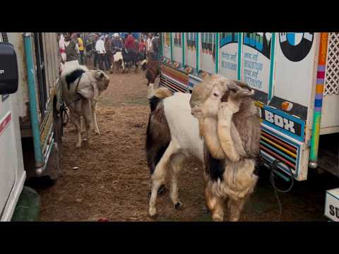 Kota bakra mandi rajasthan goat market live updet cover with price 21th February 2026