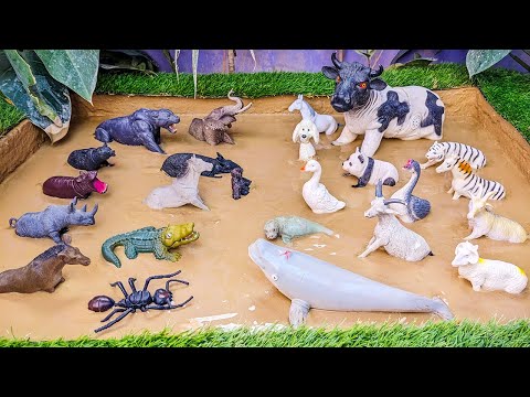 Discover Unique White Animals VS Black Animals 🦍🐄🦡 Fun Learning With Muddy Adventures For Kids