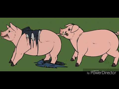 Pig tf