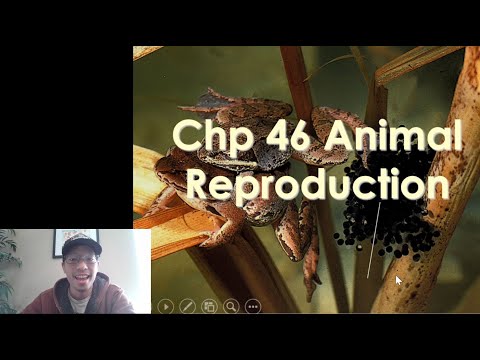 AP Biology- Chapter 46 Lecture: Reproductive System