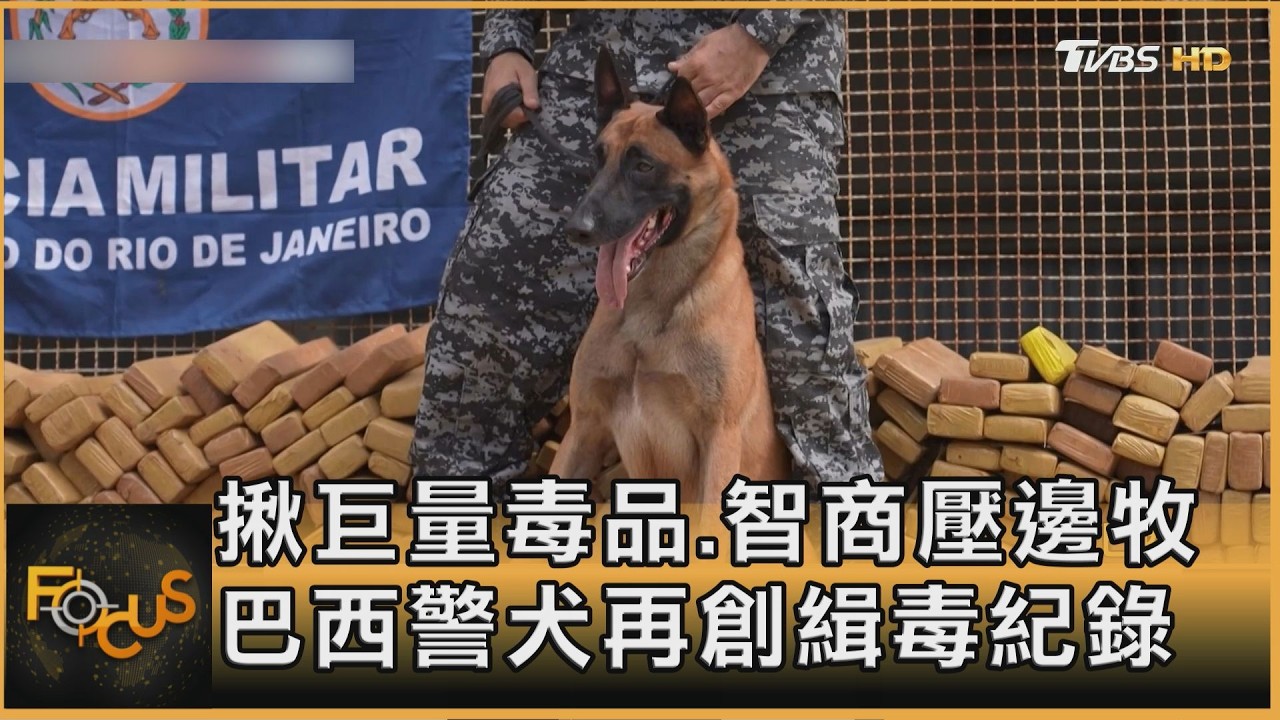 揪巨量毒品.智商壓邊牧 巴西警犬再創緝毒紀錄