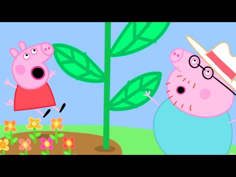 Peppa Pig Official Channel | Peppa Pig and George's Giant Sunflower