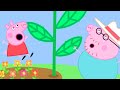 Peppa Pig Official Channel Peppa Pig And George S Giant Sunflower