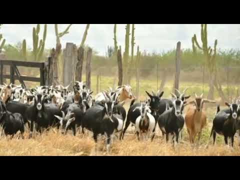 Imagens lindas do sertão#beleza #nordeste #brasil