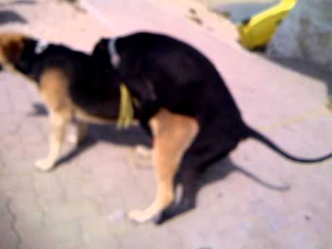 download lagu mp3 mp4 Dog Gay Boy, download lagu Dog Gay Boy gratis, unduh video klip Dog Gay Boy