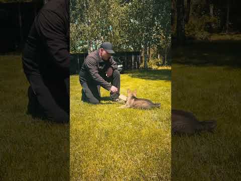 Deutscher Schäferhund Welpe kaufen
