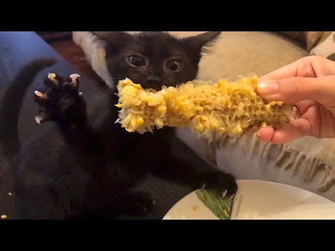 Black Kitten's Unbelievable Reaction To Corn