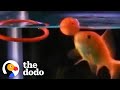 Fish Can Learn To Do Tricks The Dodo