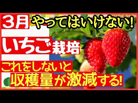 イチゴ、甘くて香り豊かな果物