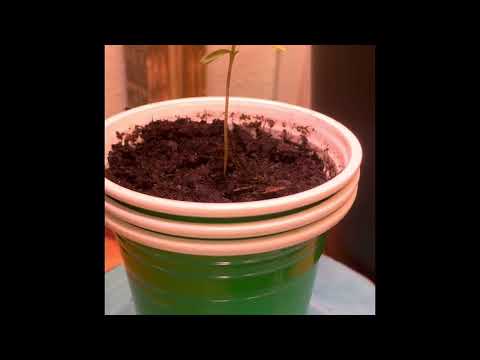 Seed to harvest day 1-14 Moon Fog, guerilla grow #1