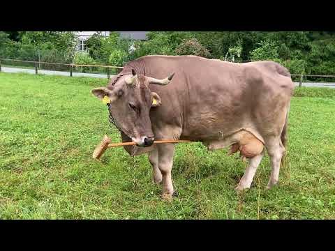 An Austrian cow named Veronika demonstrated tool use for the first time