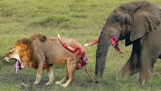 Shocking Moments When Painful Lions Are Attacked And Take Down By Africa's Strongest Prey - Elephant