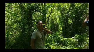 Download lagu menangkap burung samyong menggunakan jaring lokasi hutan sumbawa@andisatriawan channel mp3 Download lagu menangkap burung samyong menggunakan jaring lokasi hutan sumbawa@andisatriawan channel mp3