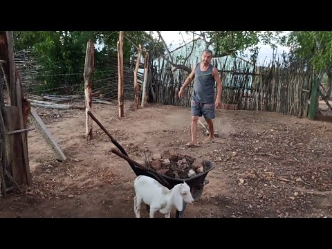 The wire fence was completed / video taken with the daisies still small.