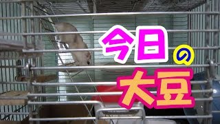 大豆(1F)ゲージをガジガジジャンガリアンハムスター