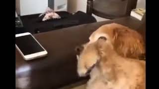 ケータイを取ろうとすると！ｗ