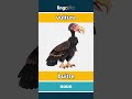 vulture - buitre video thumbnail