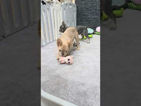 Video 3