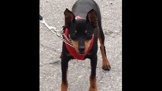 Miniature Pinscher - STOP JUMPING - Dog Training of Fort Myers - Patrick Logue