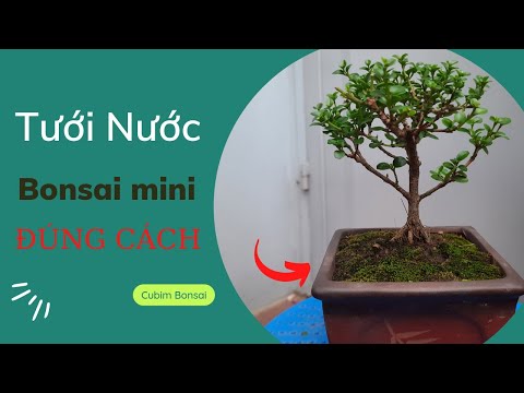 , title : 'Tưới nước cho bonsai mini đúng cách-how to water bonsai'
