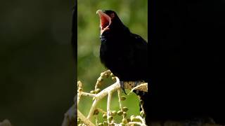 Download lagu Suara Burung Langka yang Belum Pernah Anda Dengar Sebelumnya! No: 7 Hampir Punah! bagian 1 #burun... mp3 Download lagu Suara Burung Langka yang Belum Pernah Anda Dengar Sebelumnya! No: 7 Hampir Punah! bagian 1 #burun... mp3