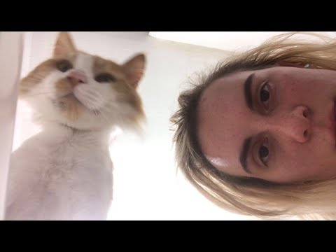 Adopting a Stray Cat