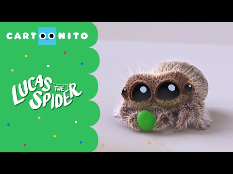 Lucas the Spider - It's a very Lucas Big-mess!