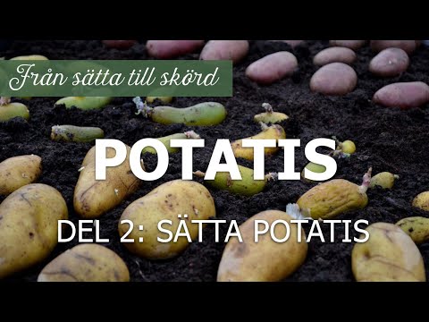 Potatis från sätta till skörd, del 2: Plantera/sätta