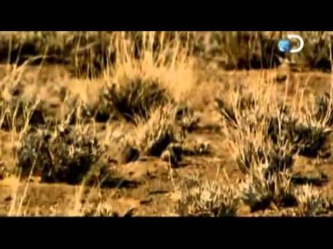 Discovery Channel - Sobrevivi 5x01   Varados en el Desierto