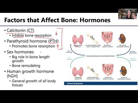 MSK1: Factors that Affect Bone