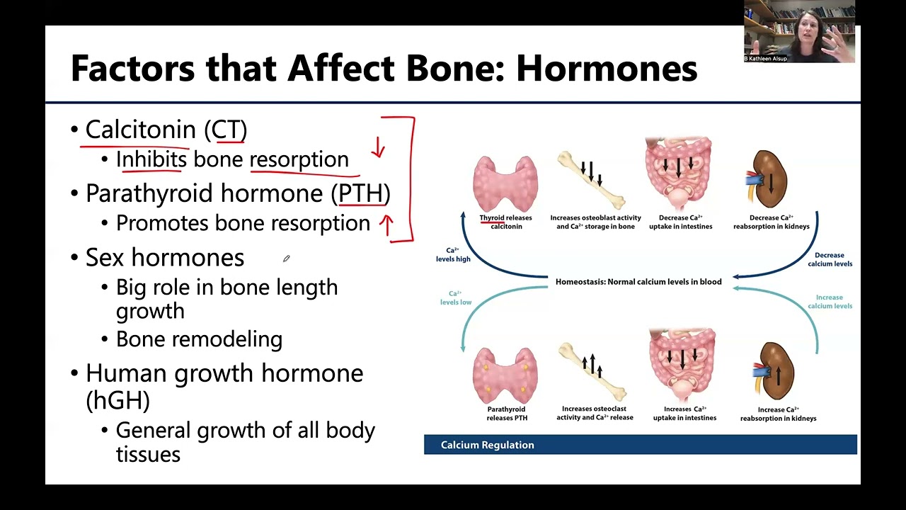 MSK1: Factors that Affect Bone