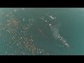 Episode 11 Can You Count The Sea Lions