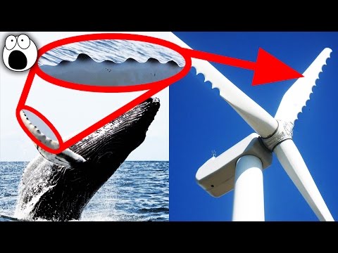 YouTube video about Discover Fascinating Biomimicry Examples Inspired by Nature