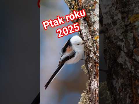 Latający lizak został Ptakiem Roku 2025 - Raniuszek 7 rzeczy, które Cię zaskoczą #raniuszek, #ptaki