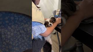 Sleepy Peanut the Papillon 🥱😴💤 | #peanutthepapillon #thesimplesons