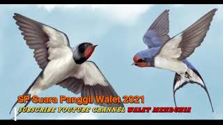 Download lagu 1 Jam !! Bunyi Panggil Burung Walet Gred Super Terbaik!!! Ilmu Pelet Burung walet mp3 Download lagu 1 Jam !! Bunyi Panggil Burung Walet Gred Super Terbaik!!! Ilmu Pelet Burung walet mp3