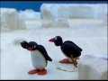 Pingu Bebek Yumurta