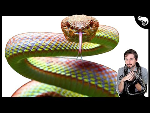 The COMPLETE Phylogeny of Snakes