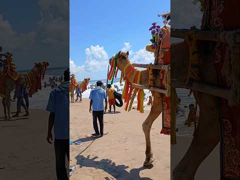 Camel Ride #shorts #ytshorts #camel #puri
