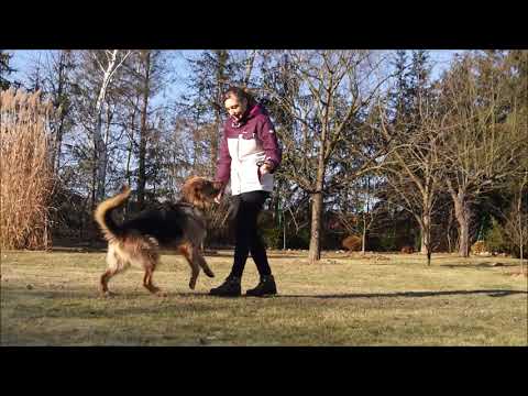 Jak nauczyć psa sztuczki "poproś"