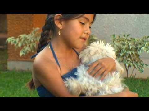 Ronald Arteaga - Princesas Magicas