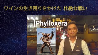 【ベトナム在住ソムリエ】フィロキセラ