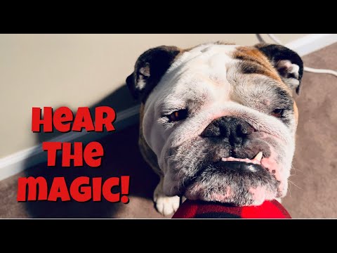 Reuben the Bulldog: Behind the Scenes